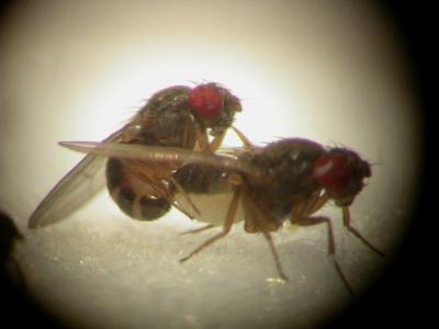 Fruit Flies Mating