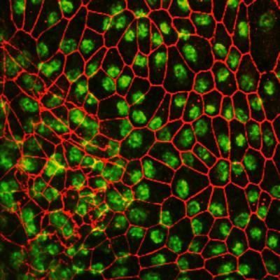 Retinal Cells