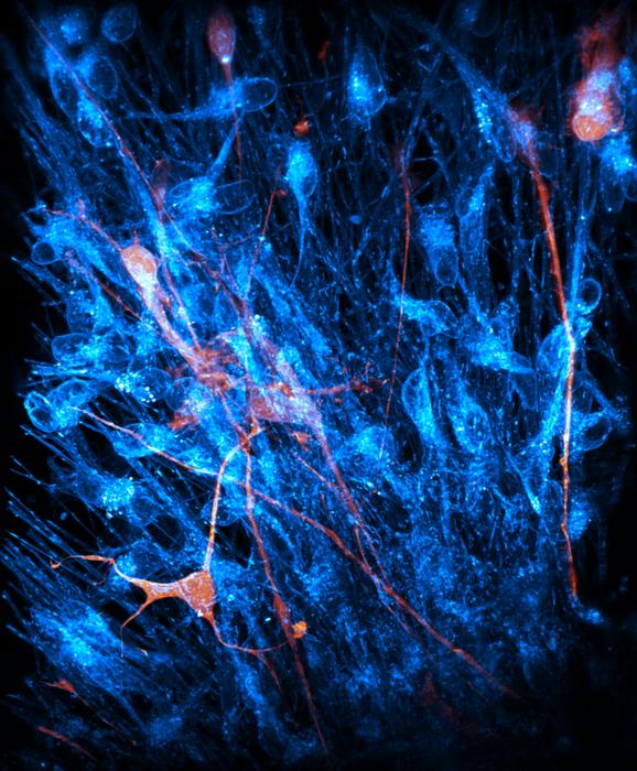 Living brain organoid