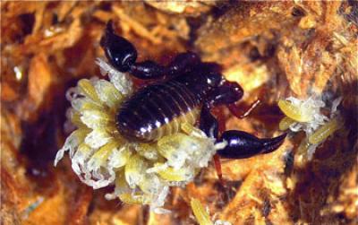 Male Reproductive Function in <i>Cordylochernes scorpioides</i> is Affected by Tetracycline