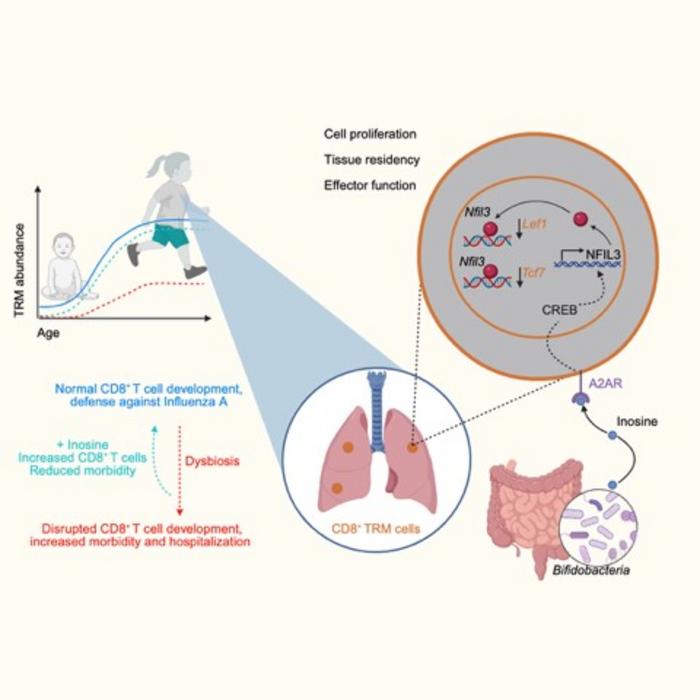 Post-Antibiotic Treatment May Help Keep Newborn Immune System Development on Track