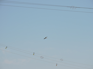 White stork traversing transmission lines