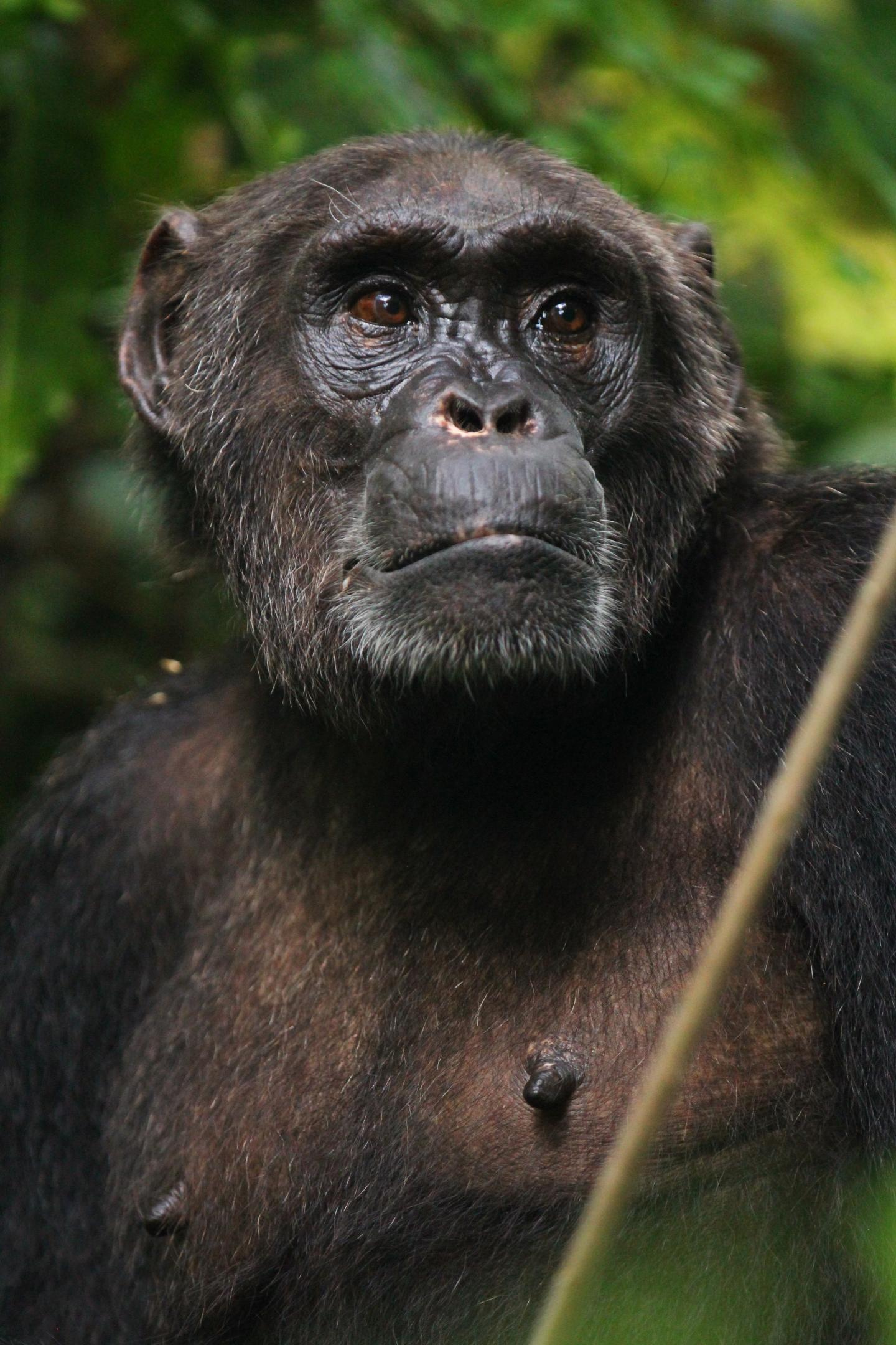 Chimps and Bonobos Had a Fling in the Past (6 of 12)