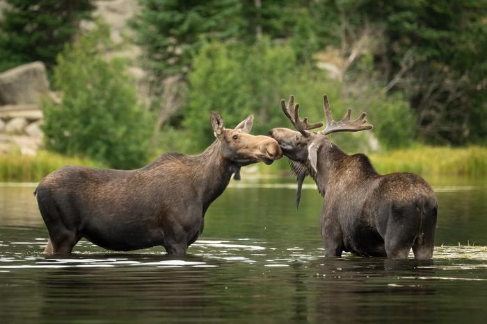 Moose