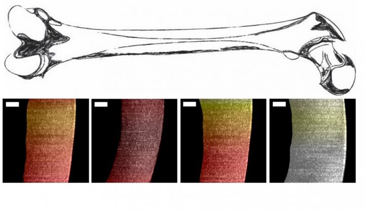 OCT Images of Cartilage