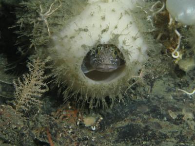 Fish in Glass Sponge