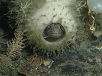 Fish in Glass Sponge