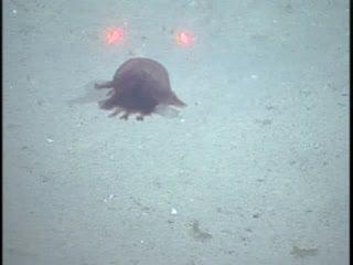Sea cucumber, Enypniastes