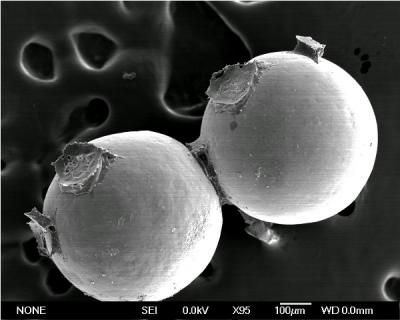 Worm Glue that Works Underwater