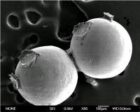Worm Glue that Works Underwater