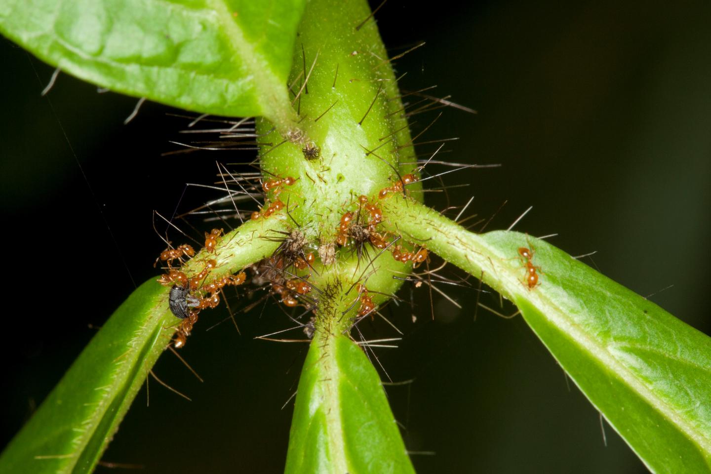 Ants at Manu Park