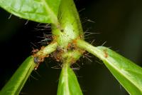 Ants at Manu Park