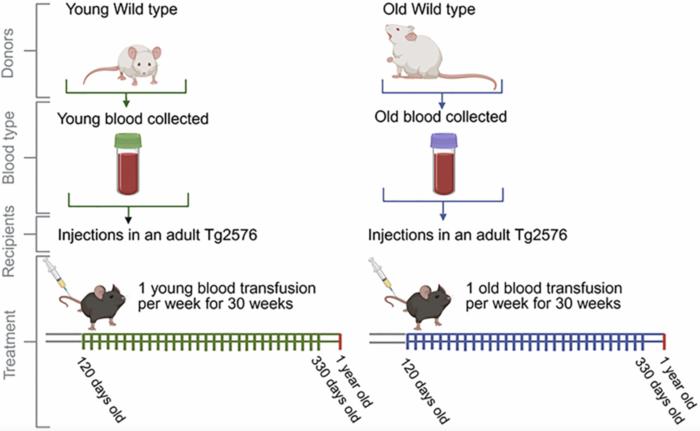 Infusion of blood from young and old mice modulates amyloid pathology