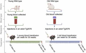 Infusion of blood from young and old mice modulates amyloid pathology