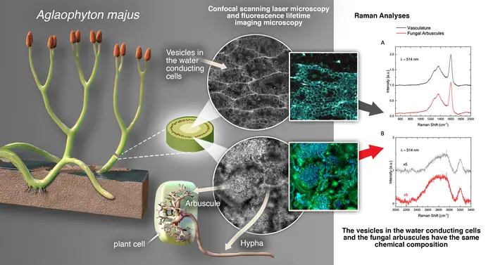 Mycorrhizas in Aglaophyton majus fossil from Windyfield chert