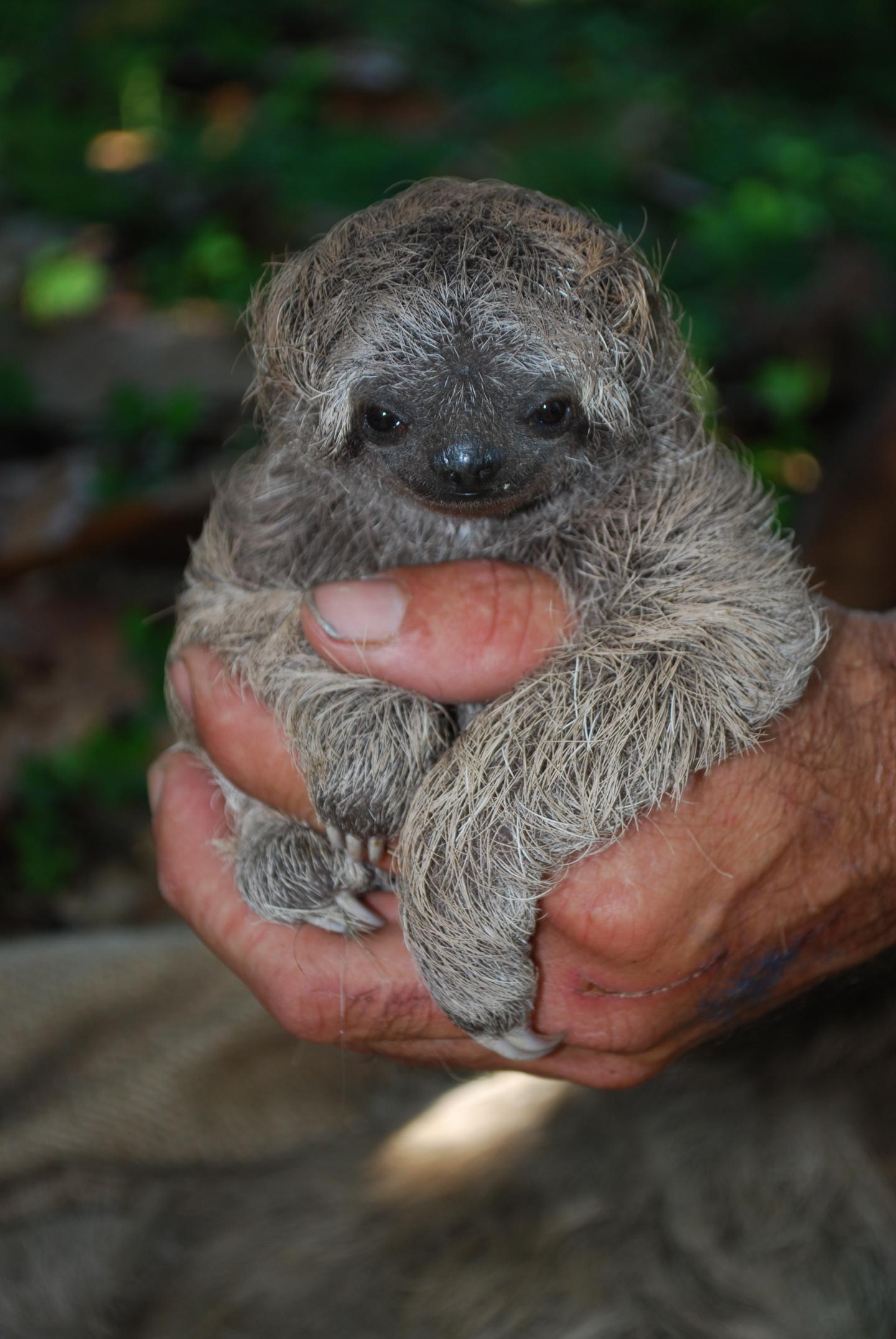 Three-Toed Sloth