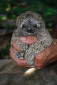 Three-Toed Sloth