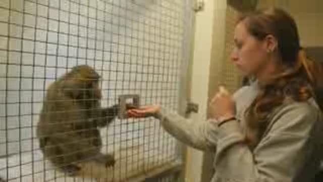 Monkey Math (1 of 2)