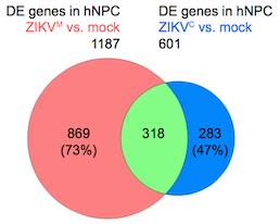 Strain Differences in Zika Infection Gene Patterns