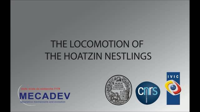 Hoatzin Nestlings Suggest Broad Locomotor Repertoire for Transitional Birds (1 of 1)