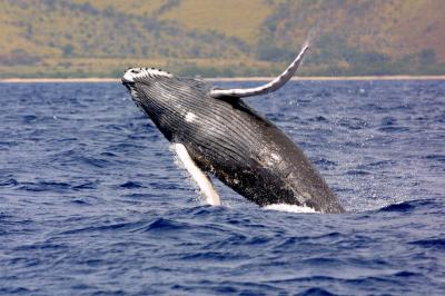 Calf Breaching