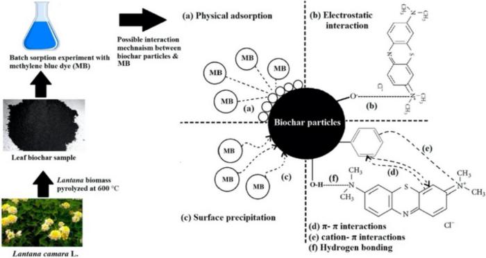 Study of methylene blue dye removal using biochar derived from leaf and stem of Lantana camara L.