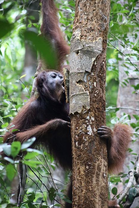 Bornean orangutan feeding in tree