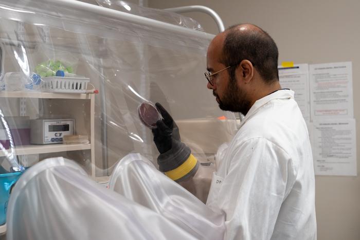 Dr. Deepesh Panwar observes a plate of bacteria involved in metabolism of artificial cellulose derivatives.
