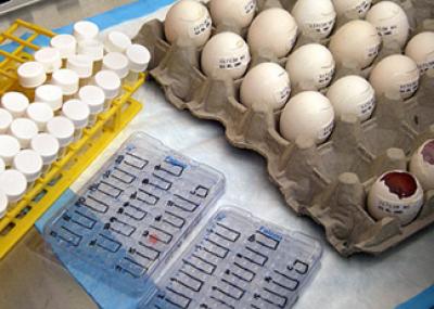 Avian Flu Virus Study