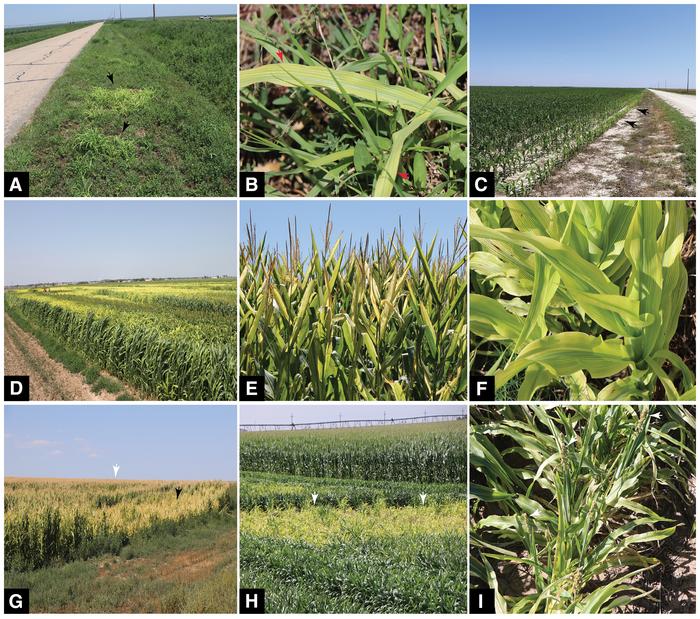 Pantoea-Induced Interveinal Chlorosis Symptoms