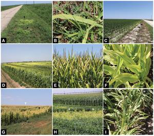 Pantoea-Induced Interveinal Chlorosis Symptoms