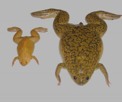 Leaping Frogs: First Amphibian Genome Sequenced (1 of 3)