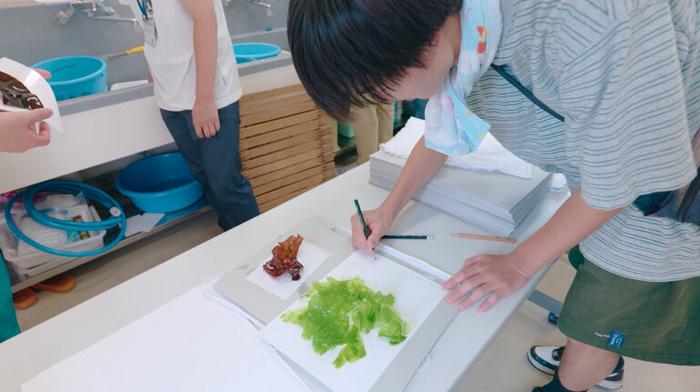 Students preparing seaweed specimens during the open marine practicum