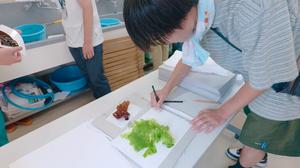 Students preparing seaweed specimens during the open marine practicum
