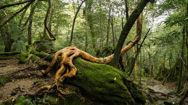 Forest