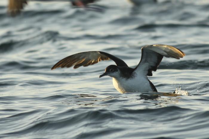 Manx shearwater
