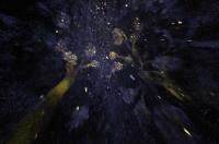 Kidney Cells Imaged Using New Tissue Clearing Techniqe