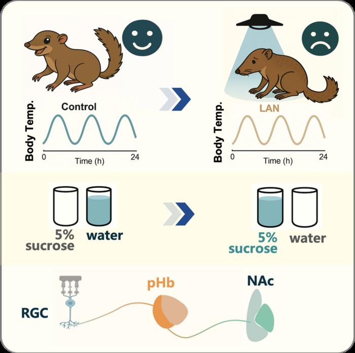 LAN exert depression-inducing effects in tree shrews via a pHb-related visual pathway