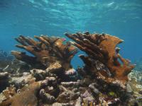 Glover's Reef Marine Reserve