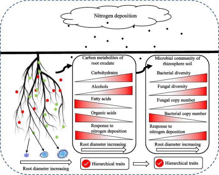 Hierarchical traits of rhizosphere soil microbial community and carbon metabolites of different diameter roots of Pinus tabuliformis under nitrogen addition
