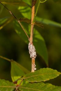 Lac insects surrounded by their resin seen attached on their host plant