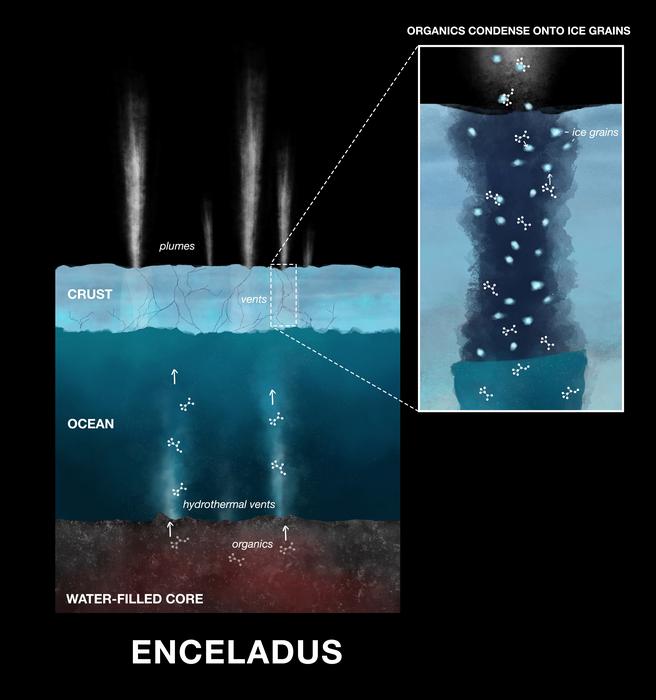 Organic molecules in Enceladus ice grains