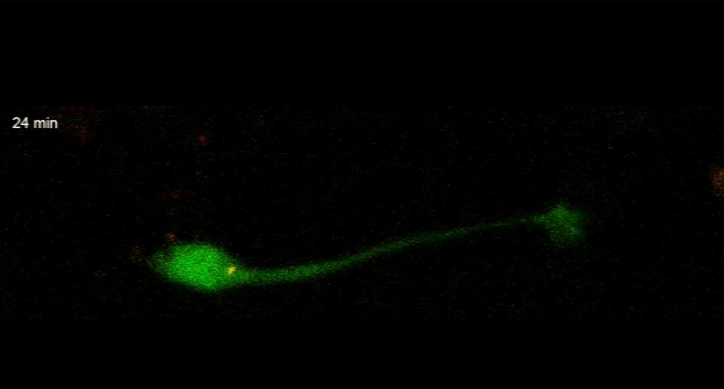 A Baby Neuron's First Steps