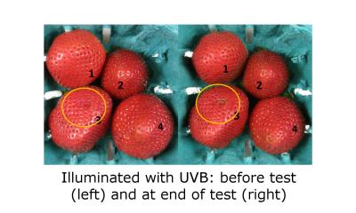 UV-B (equal energy) Treatment Sample