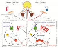 A Schematic Model for the Involvement of TRPV2 in Thermogenesis in Brown Adipose Tissue