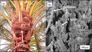 There are 150 million palm trees worldwide