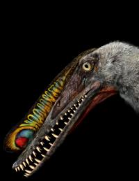 Reconstruction of Male Hamipterus