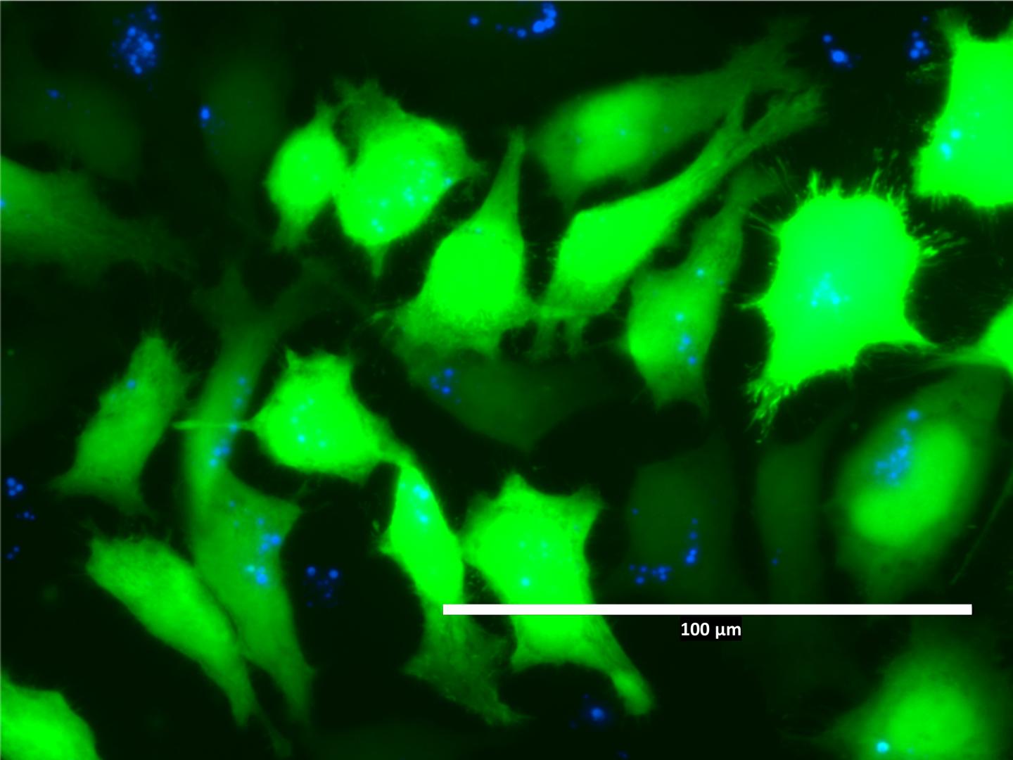 fluorescent cells