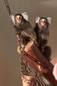 Common marmosets