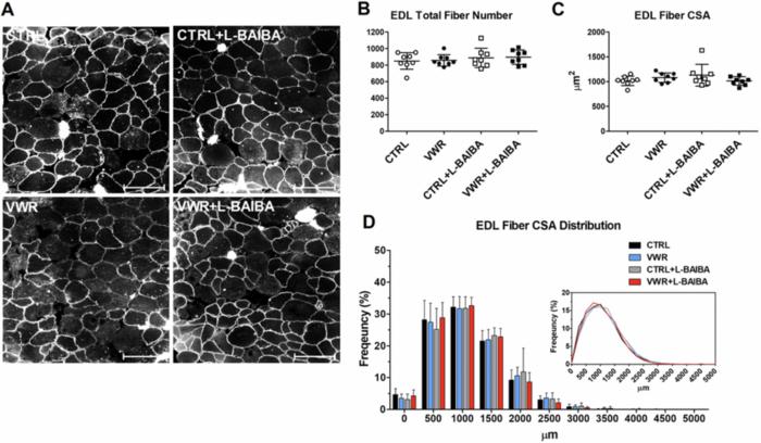 L-β-aminoisobutyric acid (L-BAIBA) in combination with voluntary wheel running exercise enhances musculoskeletal properties in middle-age male mice